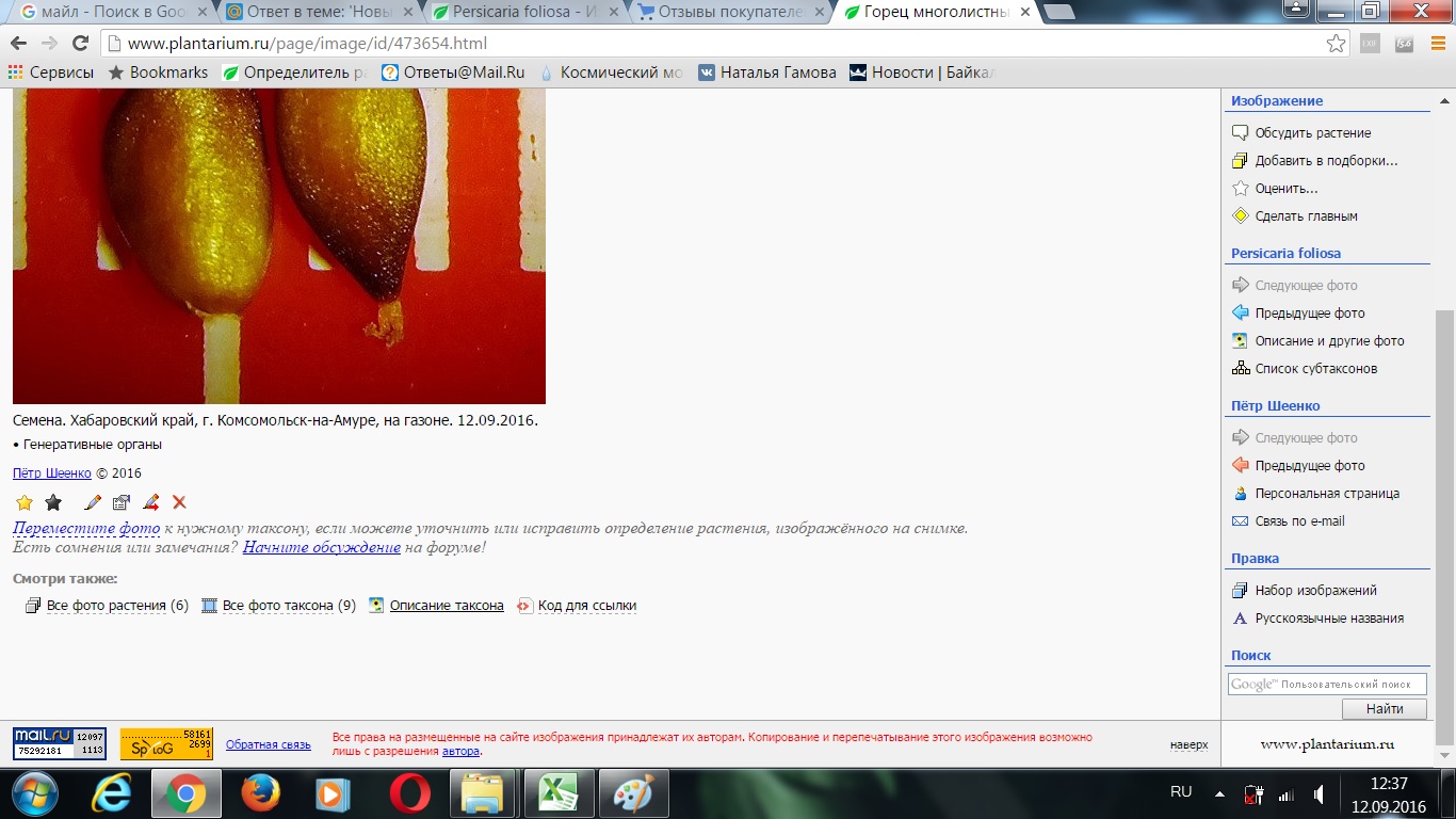 http://forum.plantarium.ru/misc.php?action=pun_attachment&amp;item=11239&amp;download=0