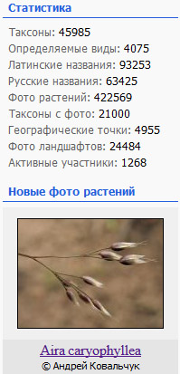 http://forum.plantarium.ru/misc.php?action=pun_attachment&amp;item=20874
