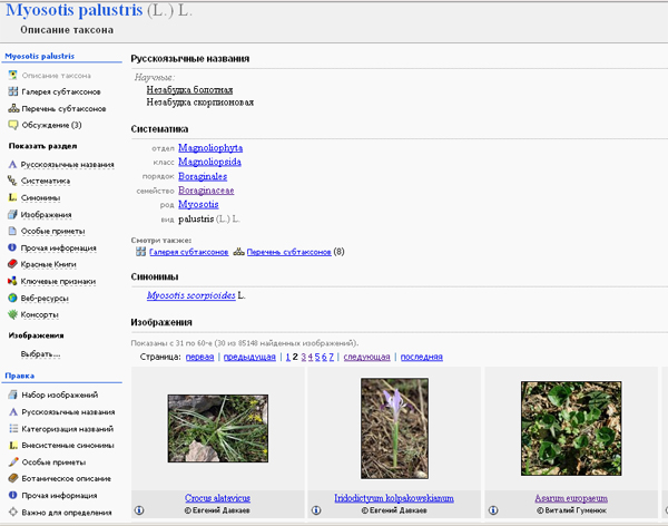 http://forum.plantarium.ru/misc.php?action=pun_attachment&amp;item=7328&amp;download=0