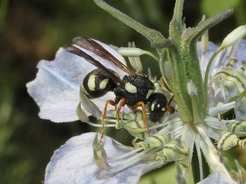 Brachyodynerus quadrimaculatus male on flower.jpg
