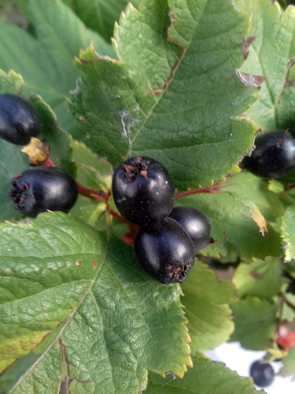 Черные маленькие ягоды на кустах фото и названия