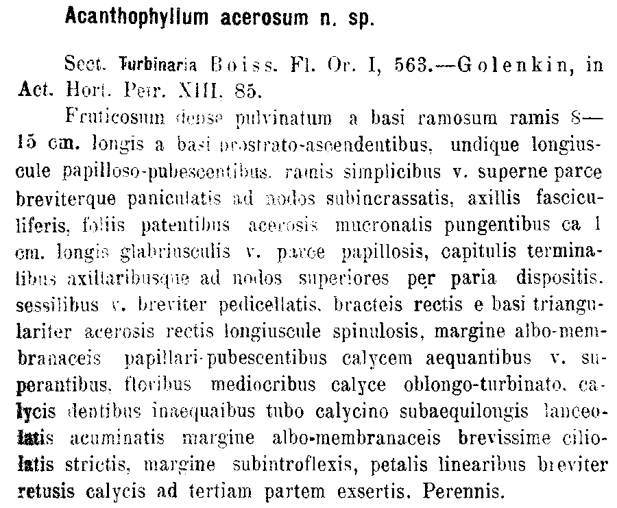 Acanthophyllum_acerosum_1a.png