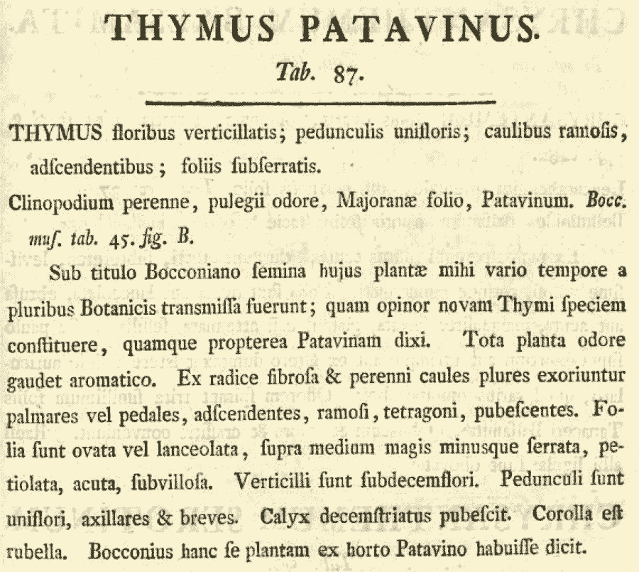 Thymus_patavinus_1a.png