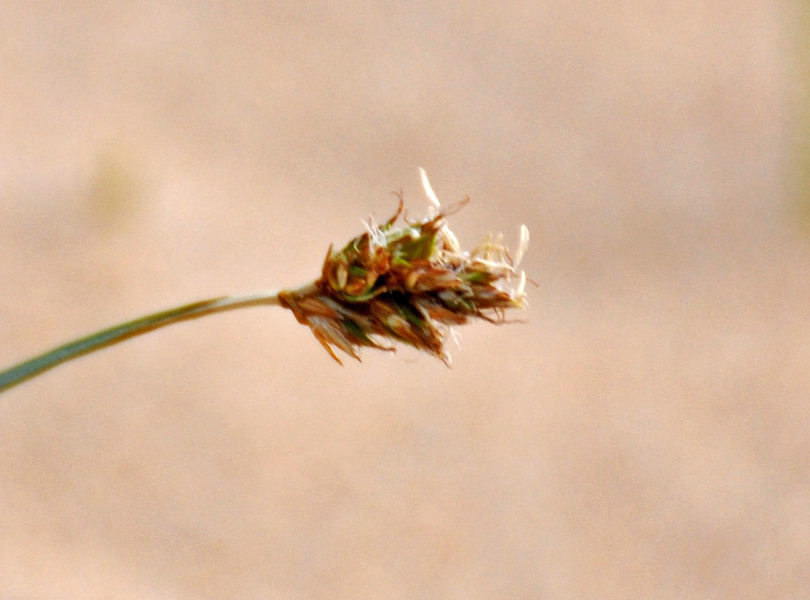 P_Carex sp. 04 (Монголия, дюны Элсэн Тасархай).JPG