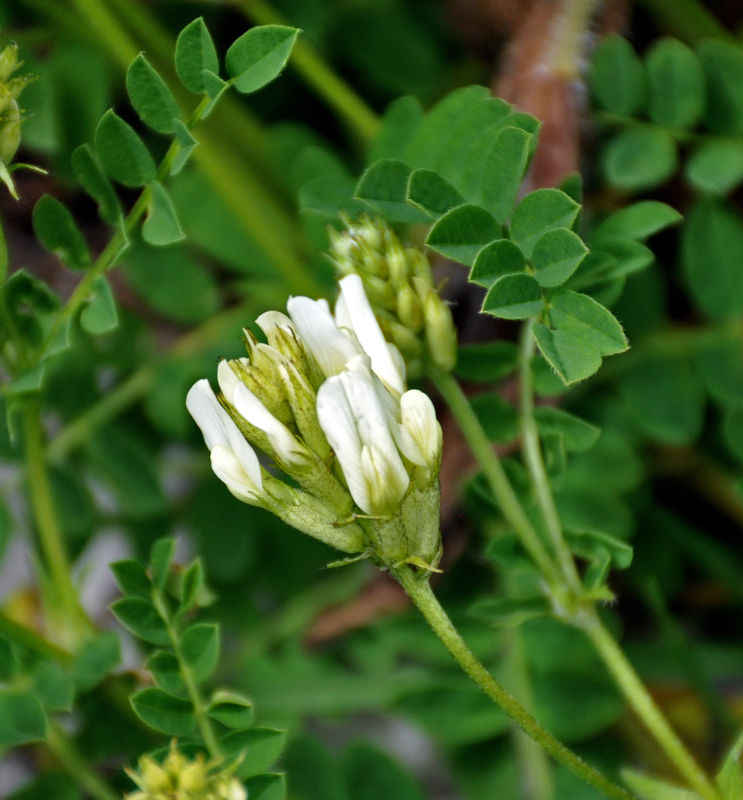 P_Astragalus freynii 7 (Адыгея, верховья р. Белая).JPG