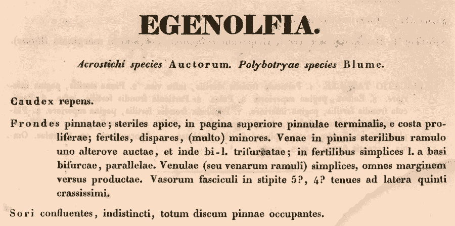 Egenolfia_2a.png
