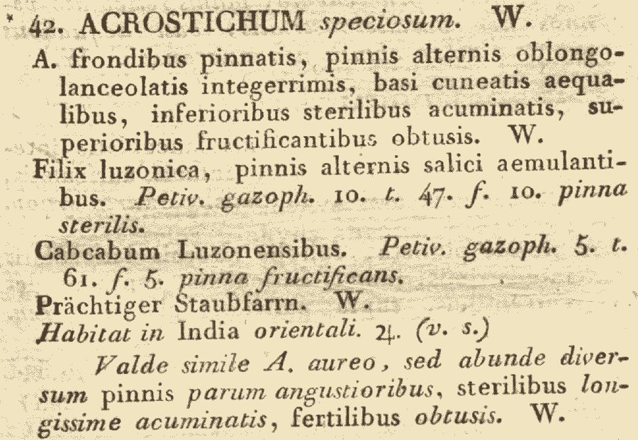 Acrostichum_speciosum_1a.png