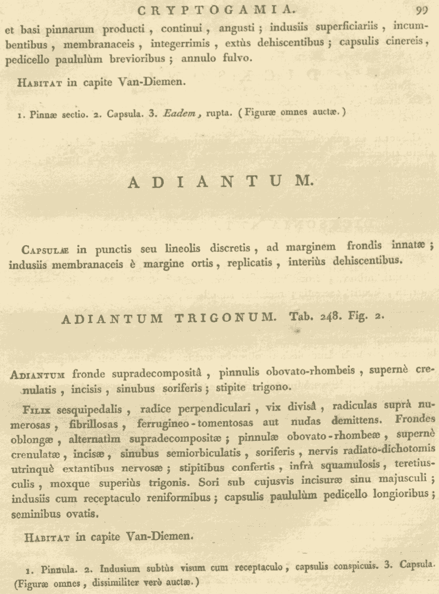 Adiantum_trigonum_1a.png