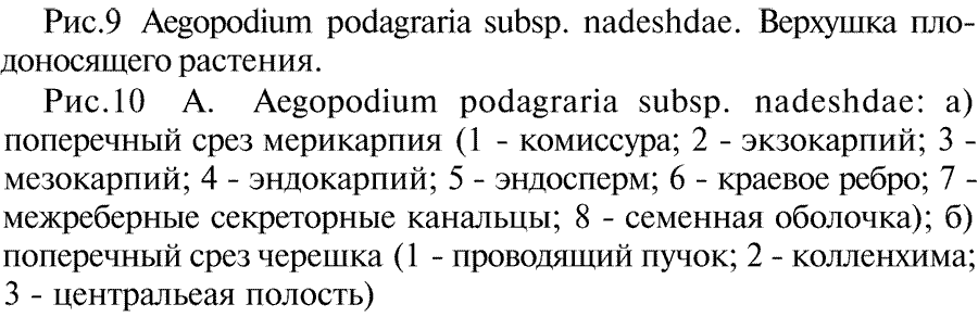 Aegopodium_podagraria_nadeshdae_3a.png