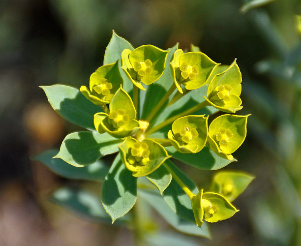 P_Euphorbia sp. 53 (Крым, Караларский парк, окр. бухты Коровья).JPG