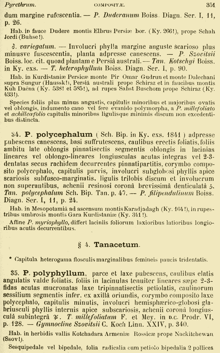 Pyrethrum_polyphyllum_1a.png
