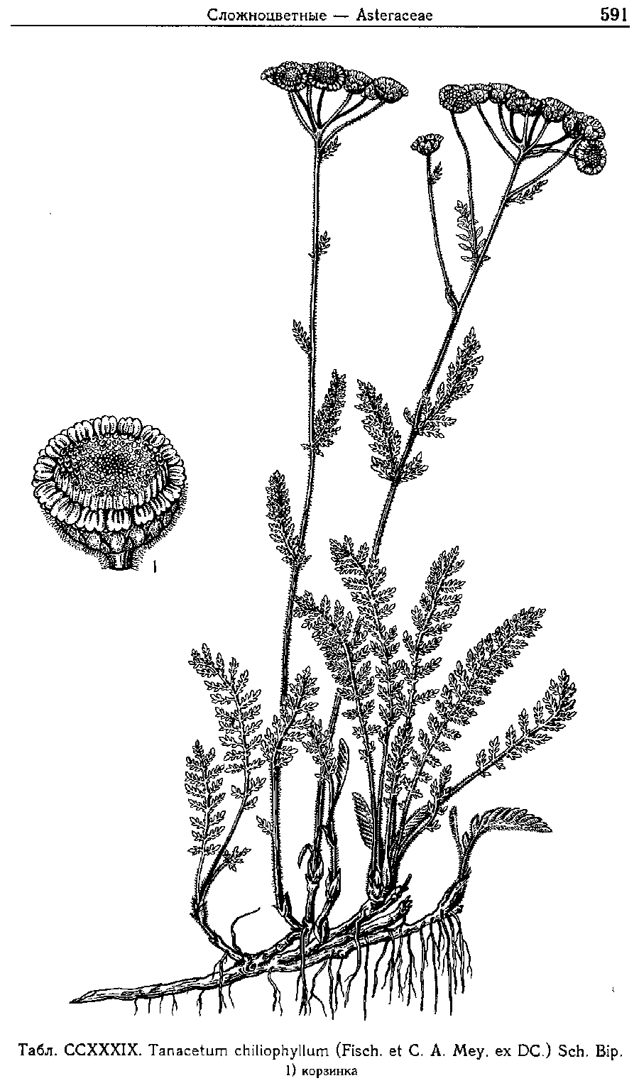 Tanacetum_chiliophyllum_1a.png