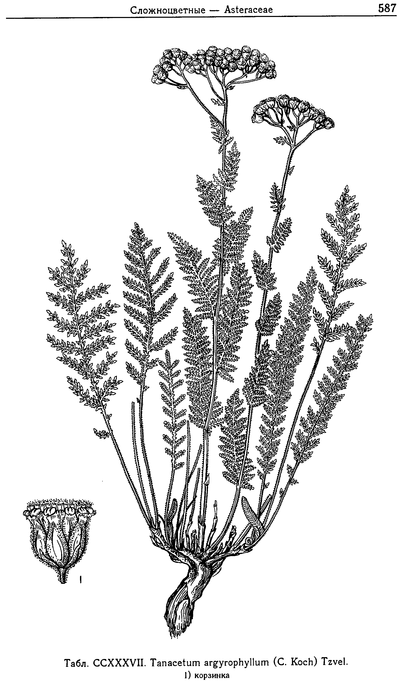 Tanacetum_argyrophyllum_2a.png