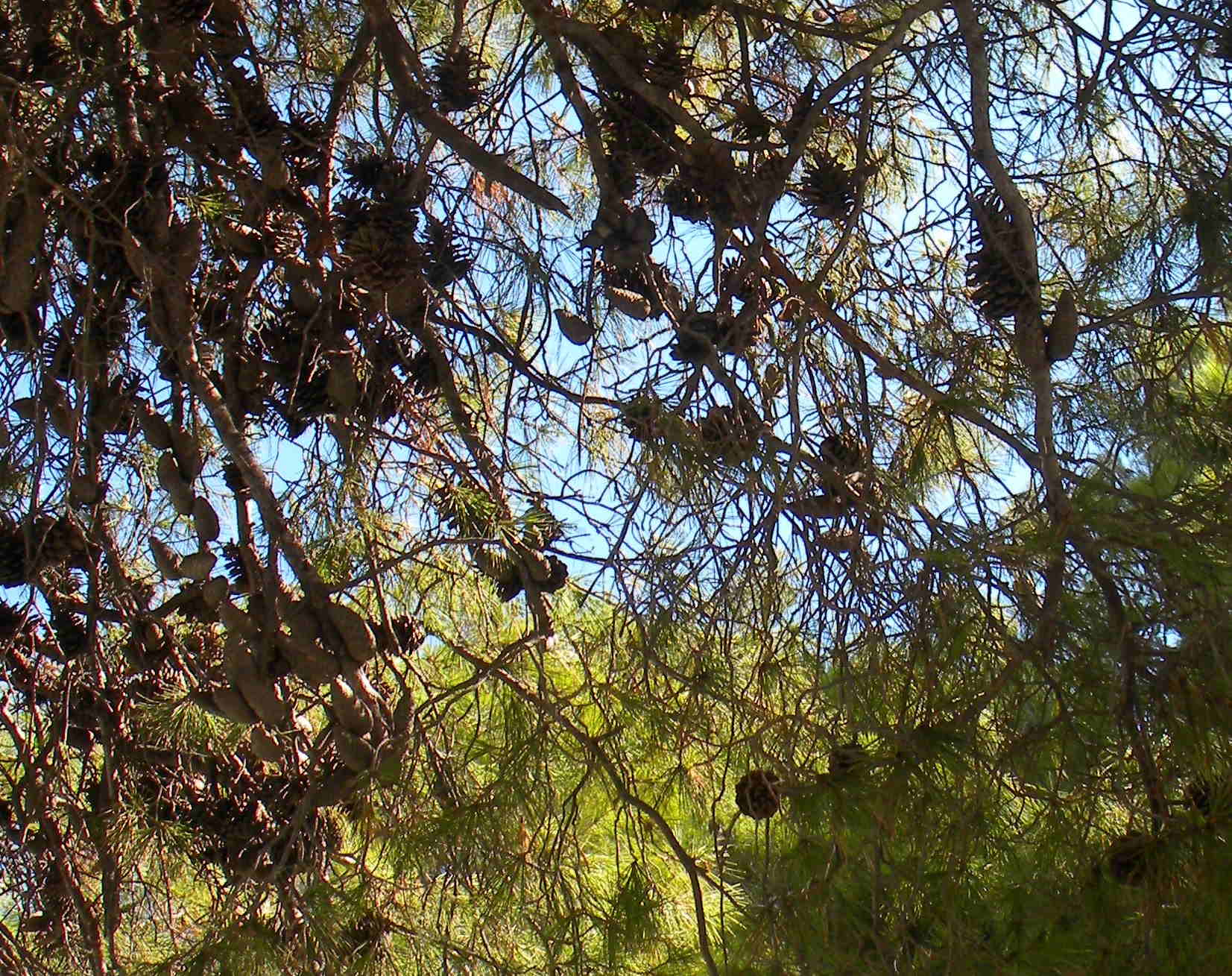 Pinus brutia 6.jpg