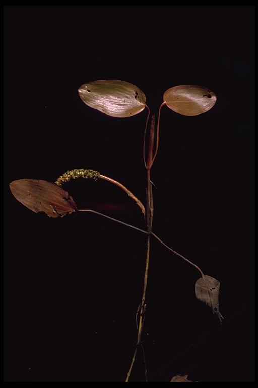 P.epihydrus ssp.nuttallii.2.jpg