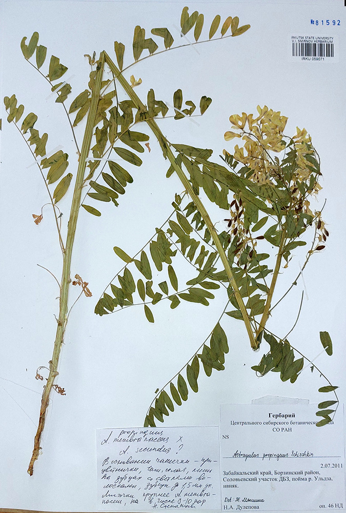 Astragalus1min.jpg