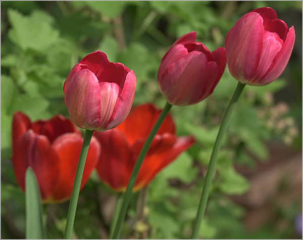 Tulipa.jpg