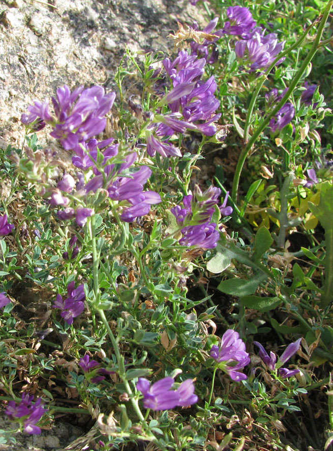 Fabaceae Испания Тосса-де-Мар 24.06.12 IMG_5126.jpg