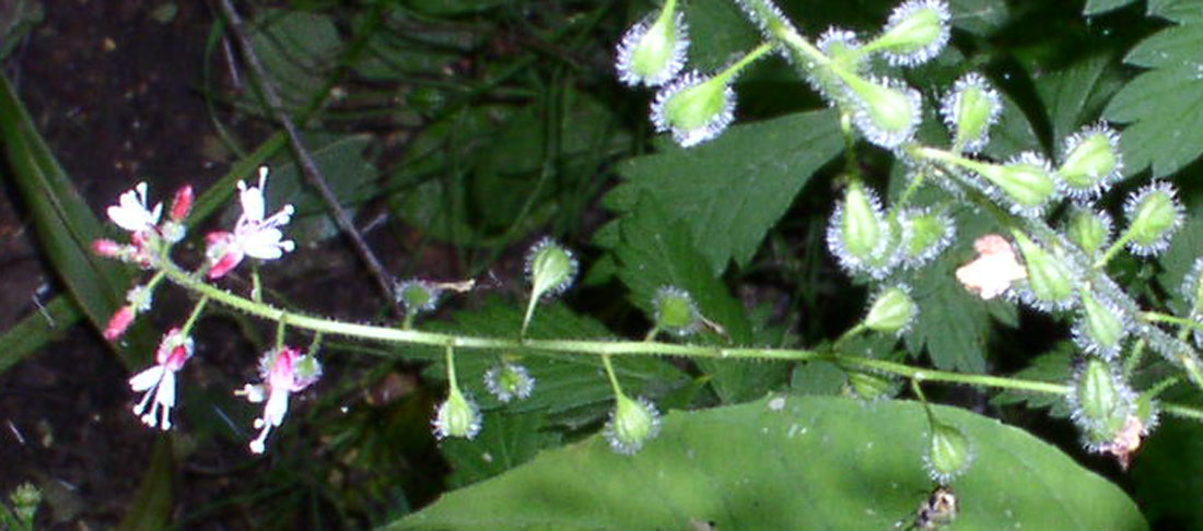 Circaea lutetiana Чебоксар вдхр 026.jpg