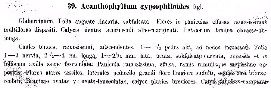 Acanthophyllum_gypsophiloides_1.png