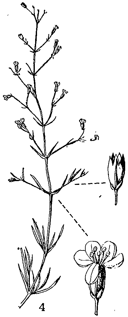 Allochrusa_gypsophiloides_3.png