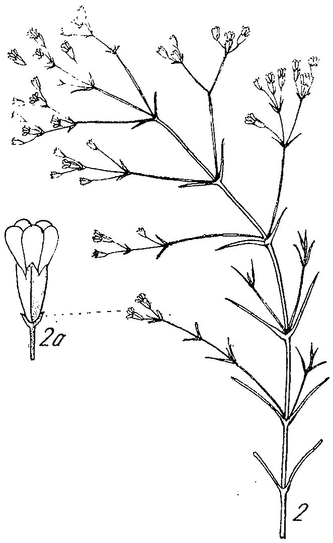 Allochrusa_gypsophiloides_4a.png