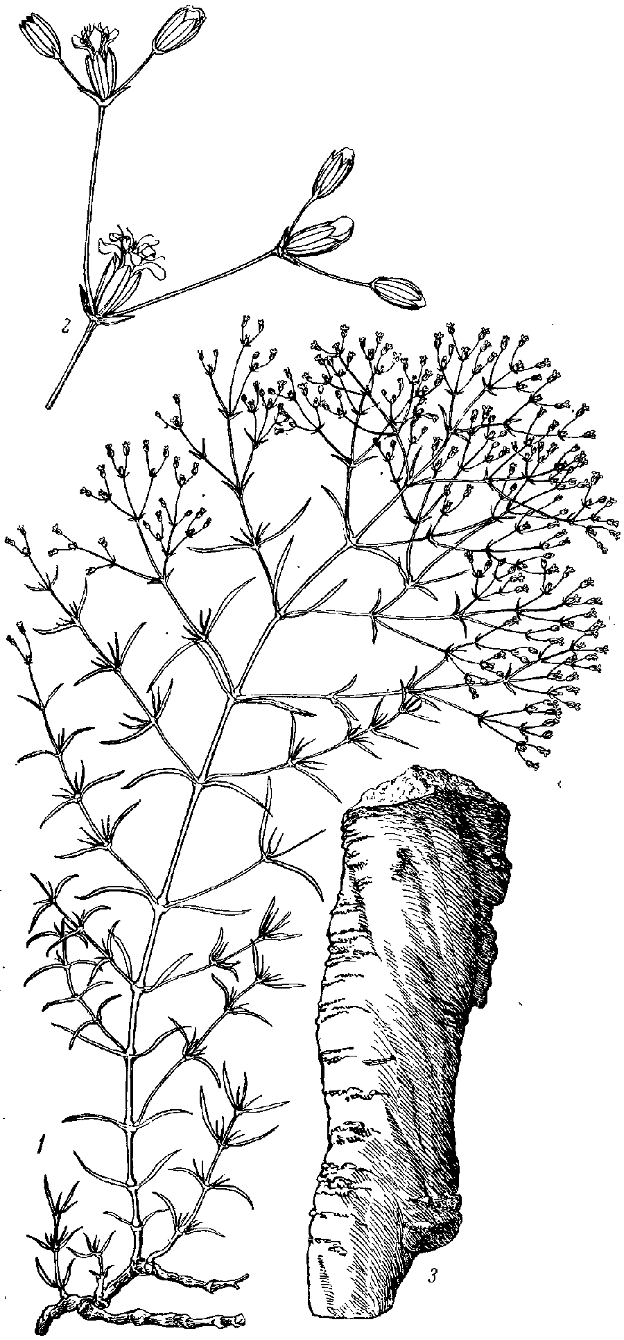 Allochrusa_gypsophiloides_2b.png