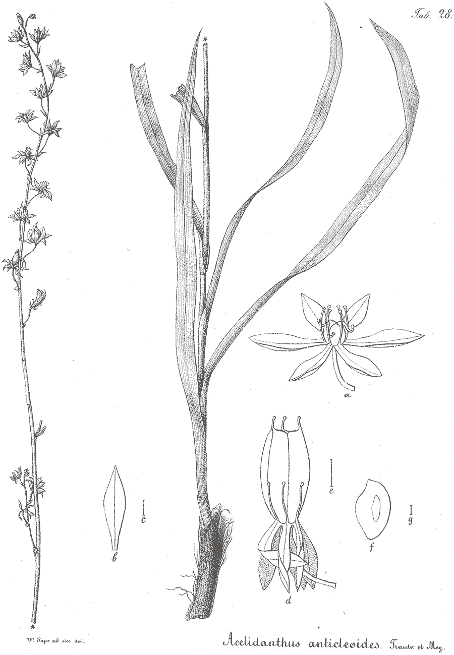 Acelidanthus_anticleoides_2a.png