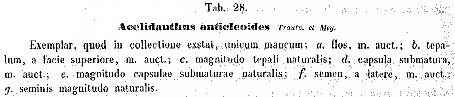 Acelidanthus_anticleoides_3a.png