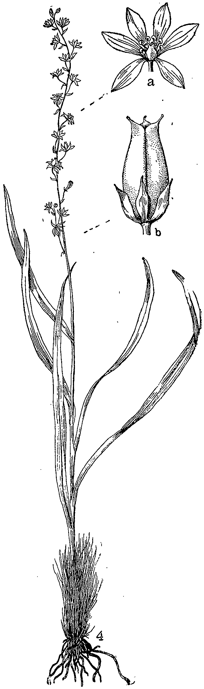Acelidanthus_anticleoides_4a.png