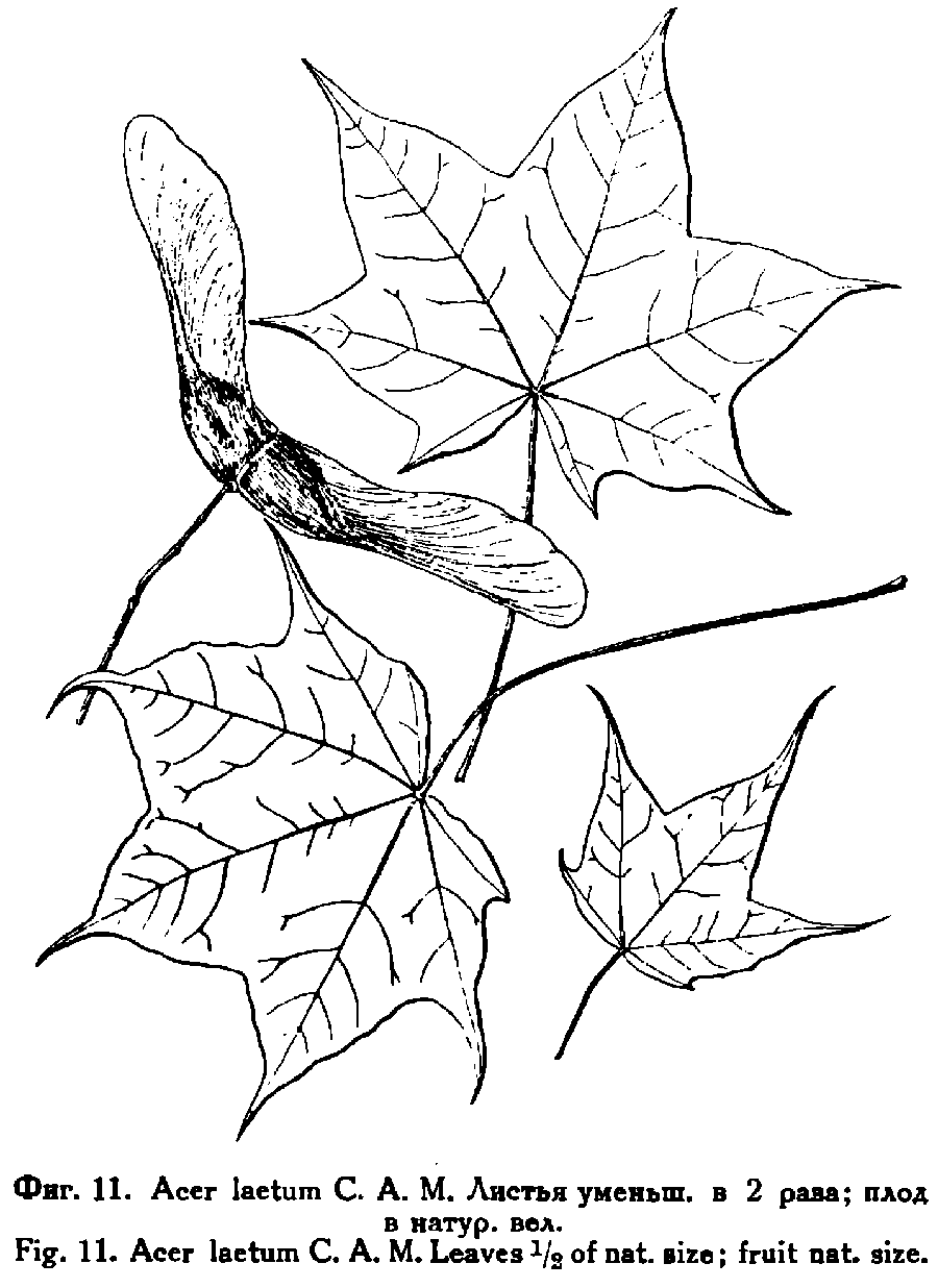 Acer_laetum_2a.png