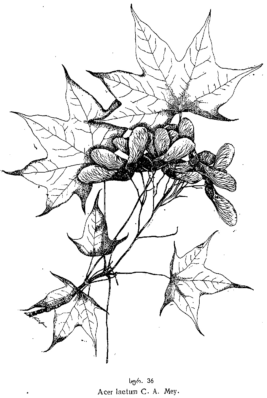 Acer_laetum_3a.png
