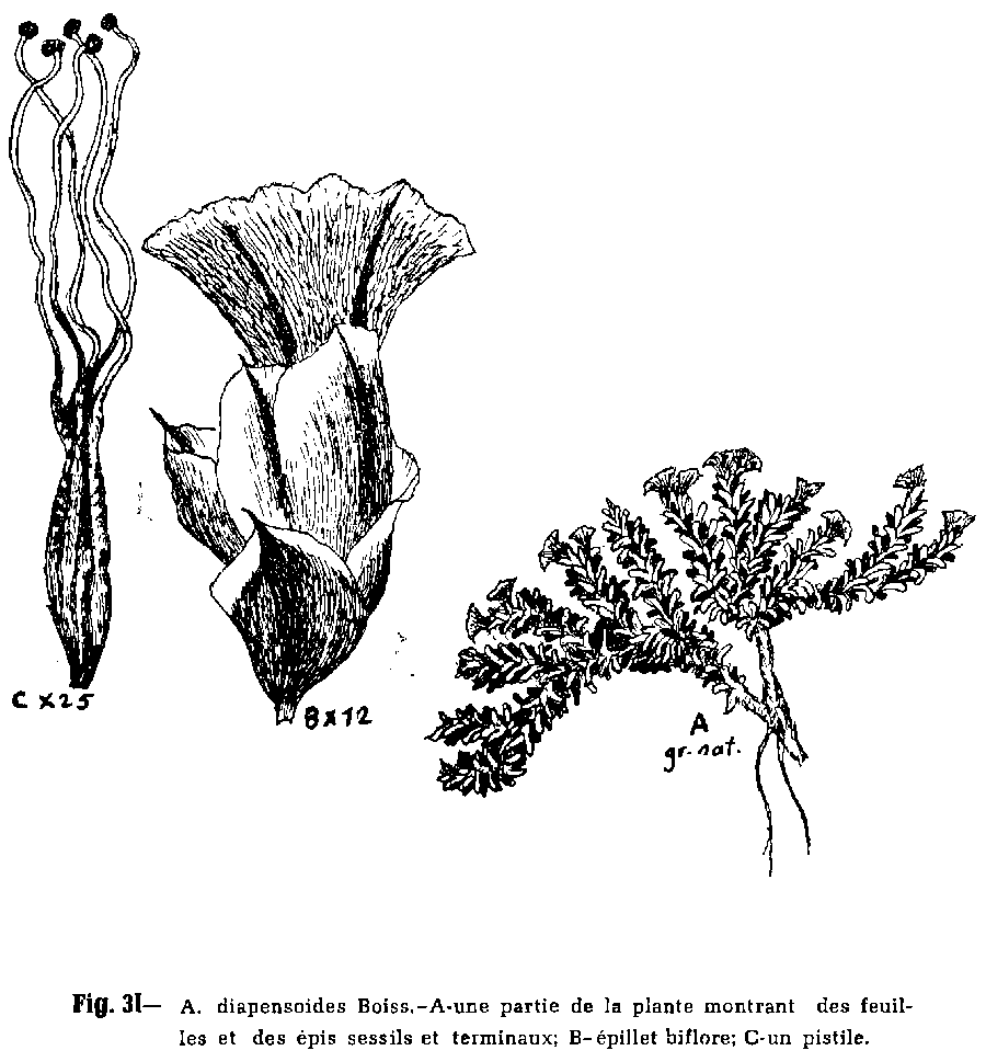 Acantholimon_diapensioides_2a.png