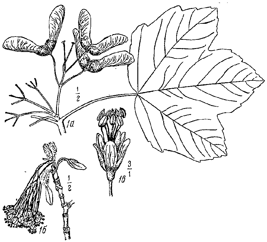 Acer_opalus_2.png