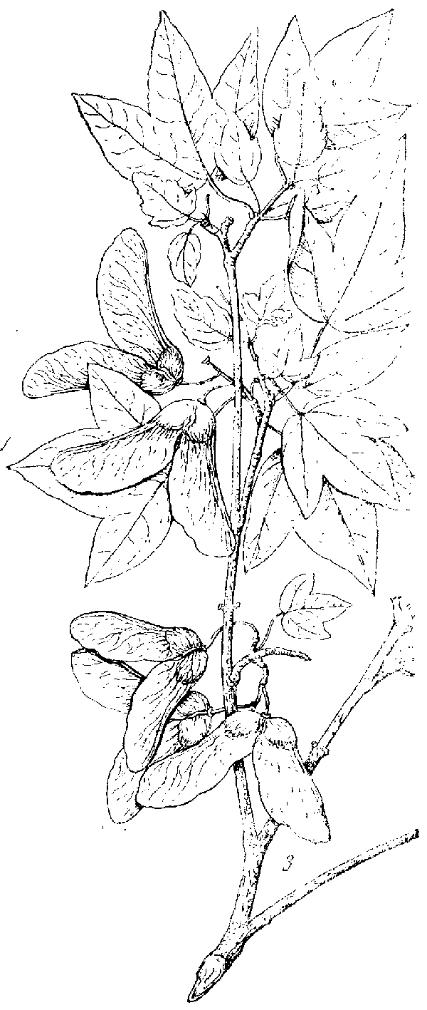 Acer_xerophilum_3a.png
