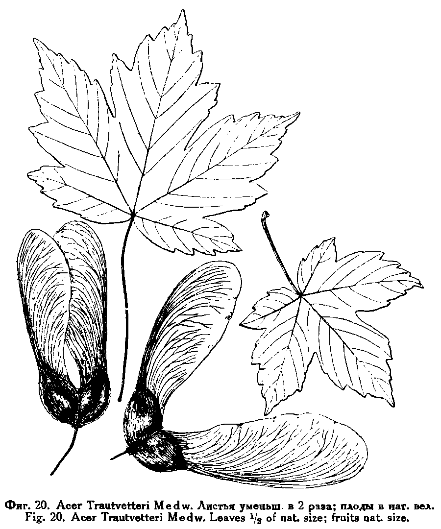 Acer_trautvetteri_4a.png