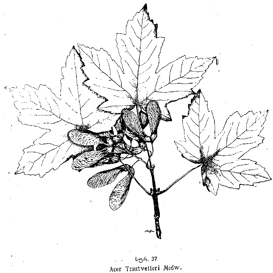 Acer_trautvetteri_5a.png