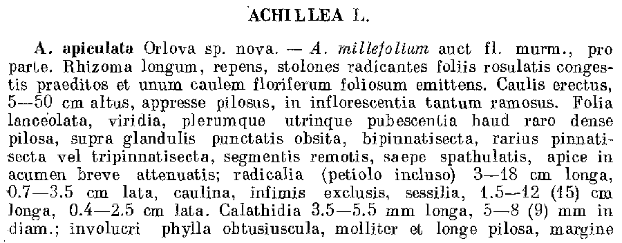 Achillea_apiculata_1a.png