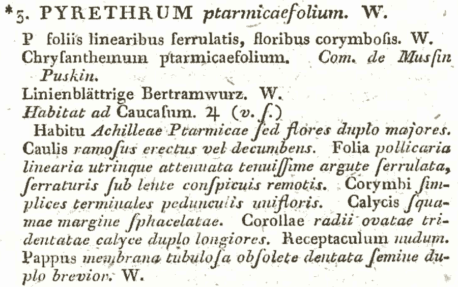 Pyrethrum_ptarmicifolium_1a.png