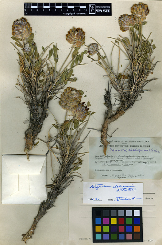Astragalus alabugensis 2.jpg