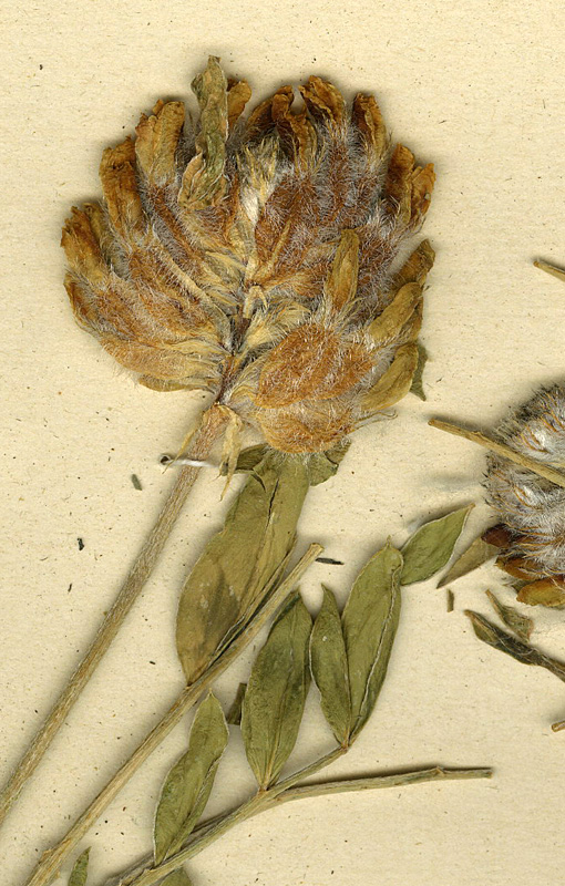 Astragalus alabugensis 2-1.jpg