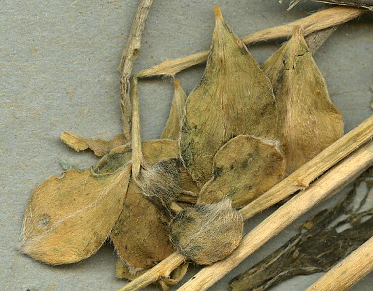 Astragalus alabugensis1.jpg