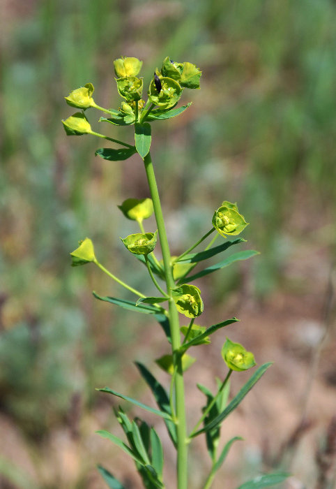 P_Euphorbia sp. 04 (Эльтон).JPG