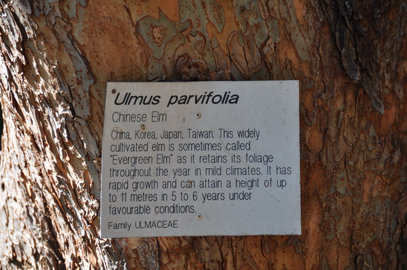 Ulmus parvifoliax.jpg