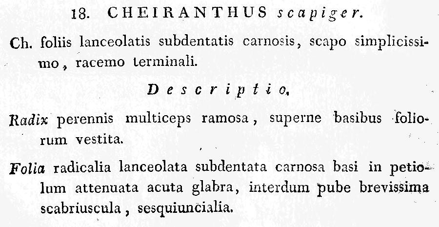 Cheiranthus_scapiger_1a.png