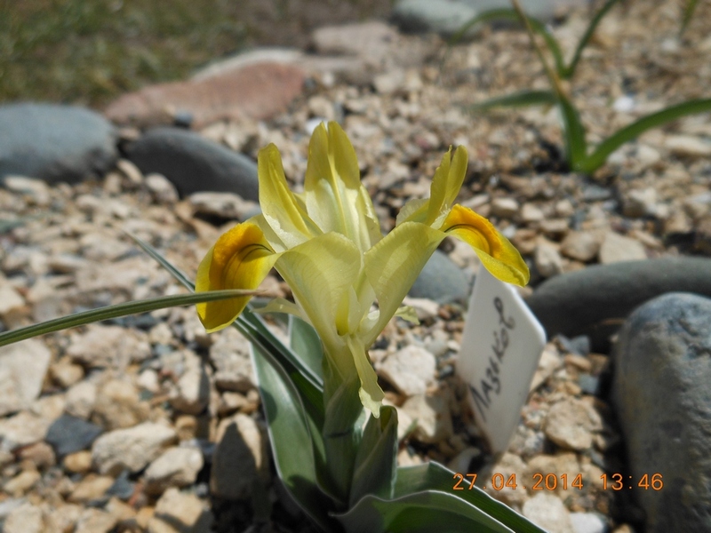Junona (Iris) maracandica1 .JPG