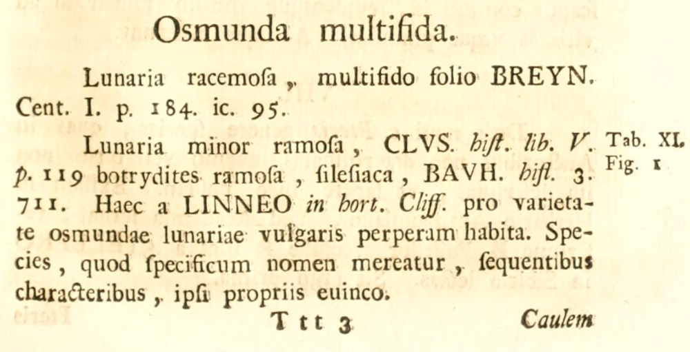 Osmunda multifida_1.jpg