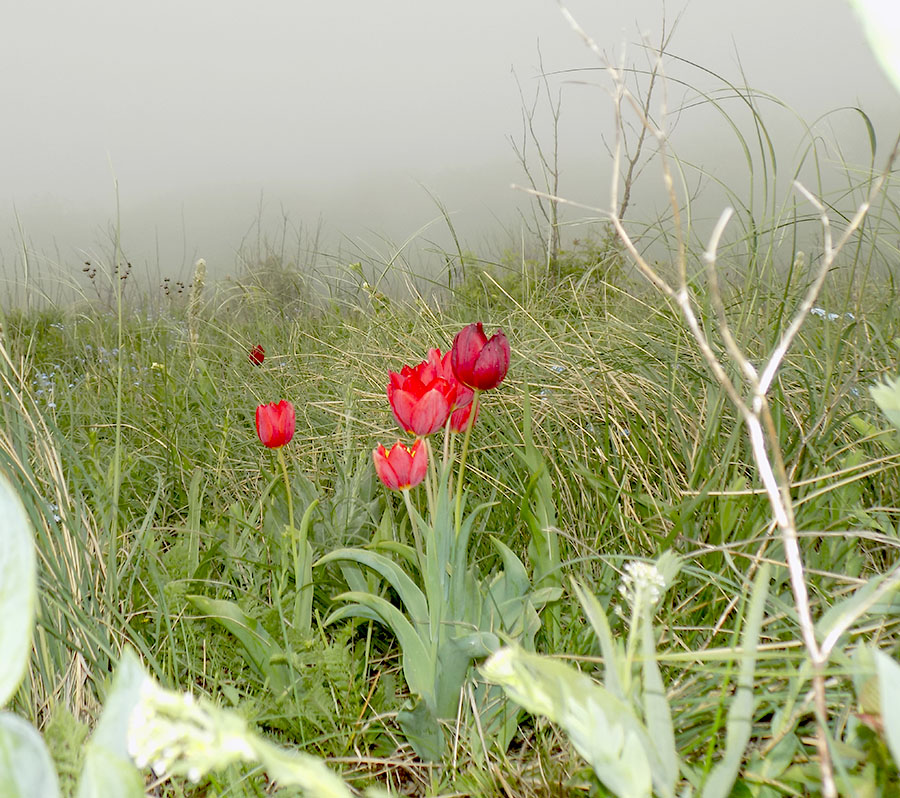 Тюльпан Геснера  в тумане.jpg