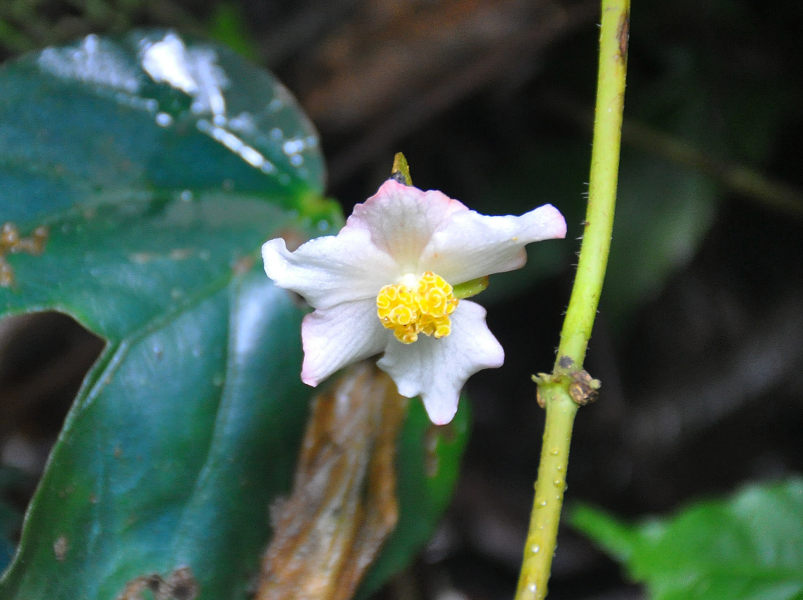 P_Begonia pavonina 2 (Малайзия, Камеронское нагорье).JPG