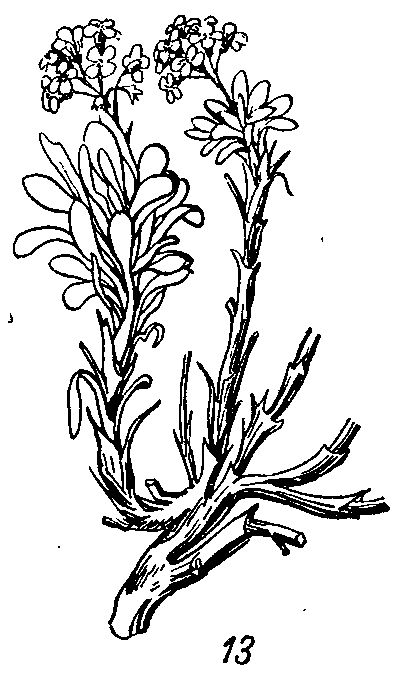 Phaeonychium_surculosum_3a.png